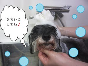 シャンプーMシュナ