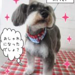 仕上がりMシュナ