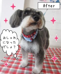 仕上がりMシュナ