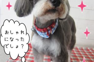 仕上がりMシュナ