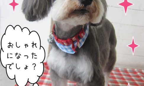 仕上がりMシュナ