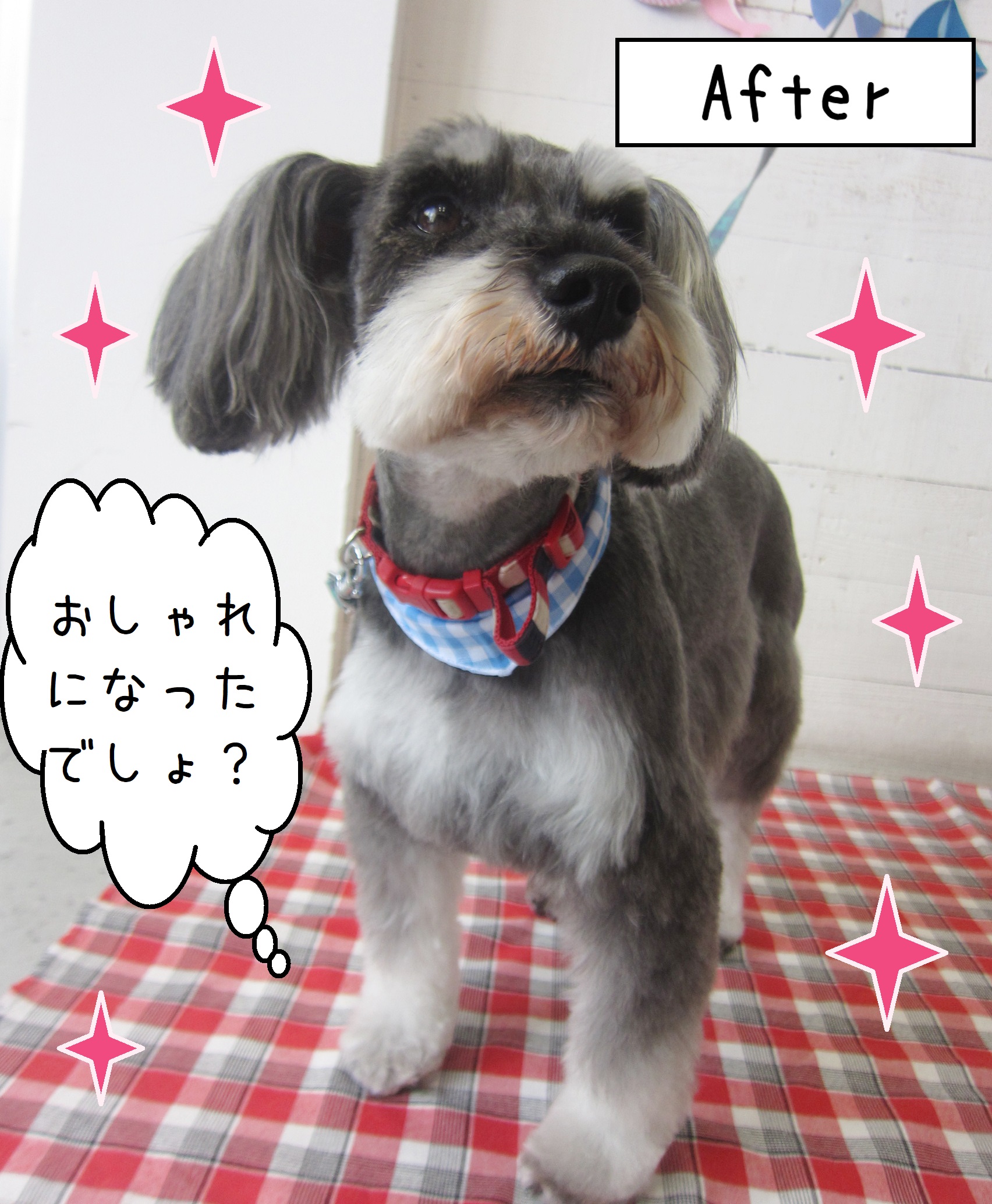 仕上がりMシュナ