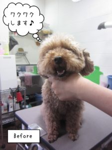 よろしくトイプー