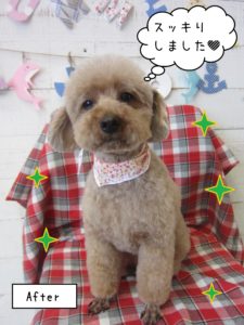 仕上がりトイプー