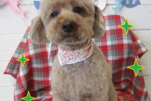 仕上がりトイプー