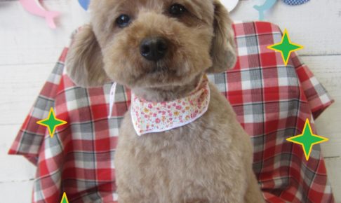 仕上がりトイプー