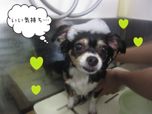 シャンプーミックス