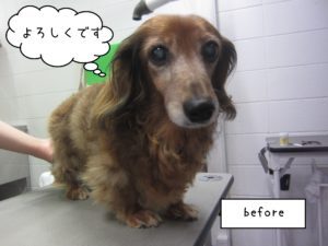 よろしくダックス