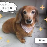 仕上がりダックス