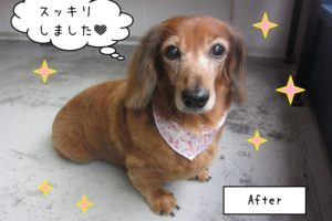 仕上がりダックス