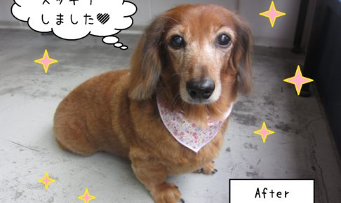 仕上がりダックス