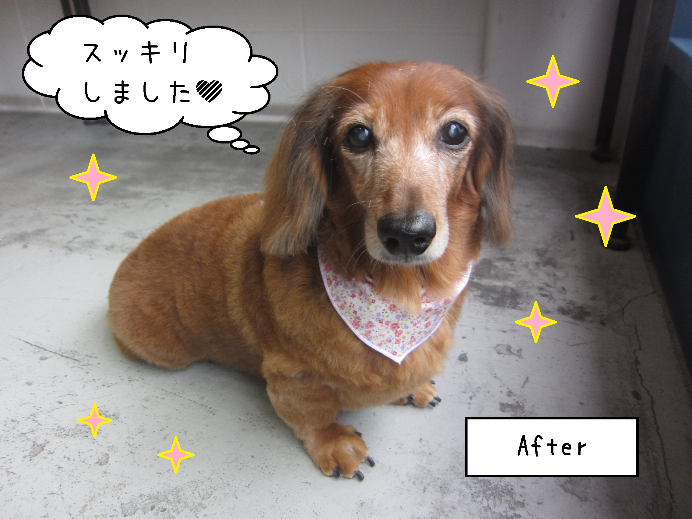 仕上がりダックス