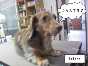 よろしくダックス