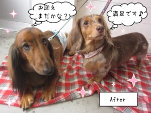 仕上がりダックス