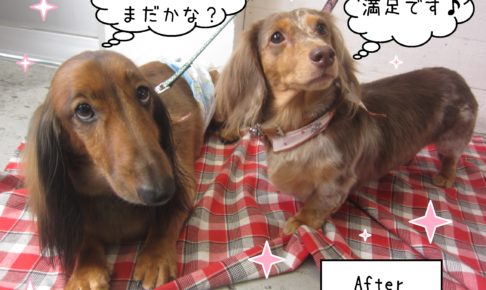 仕上がりダックス