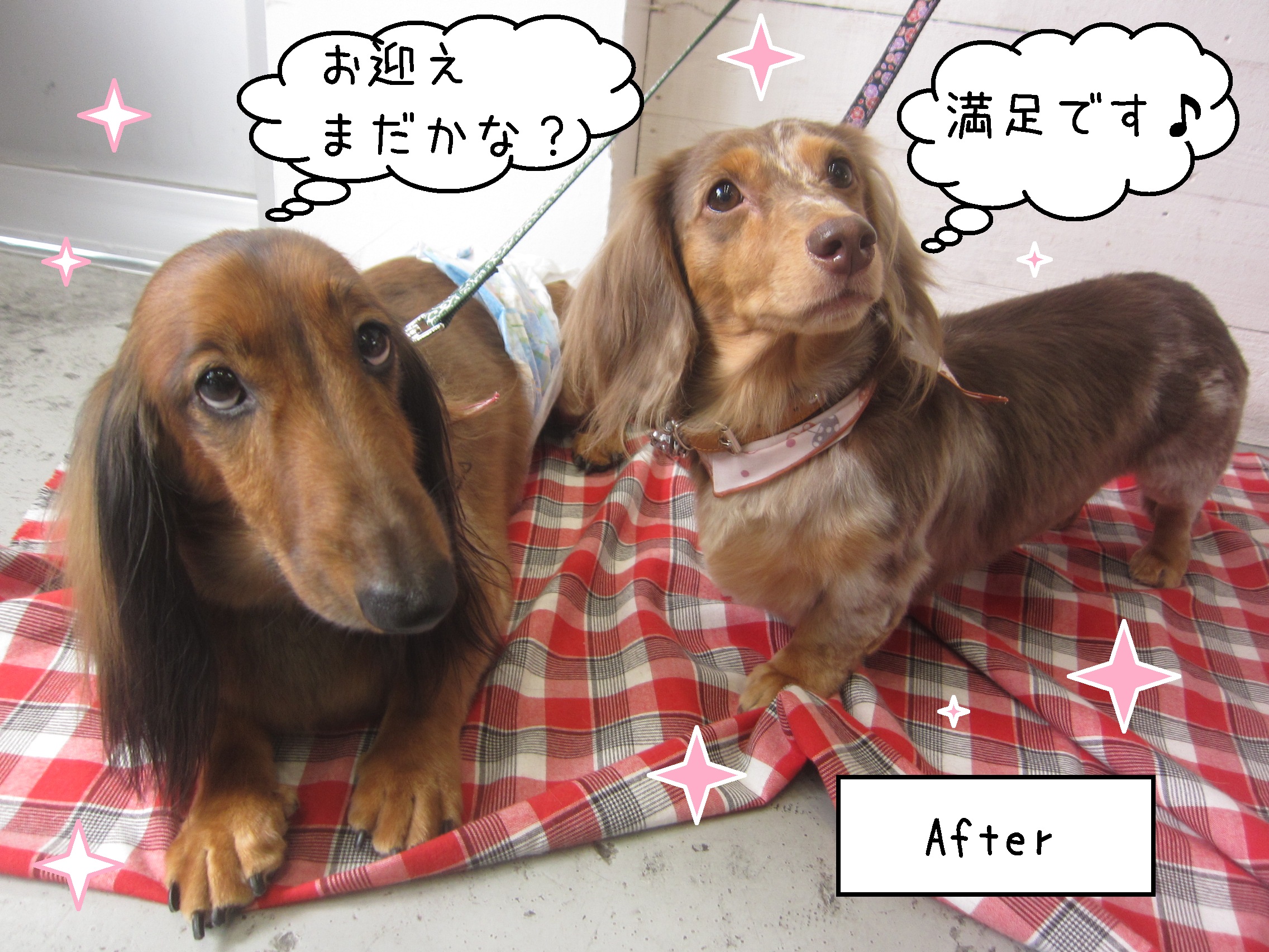 仕上がりダックス