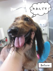 よろしくダックス