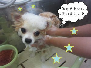 シャンプーチワワ