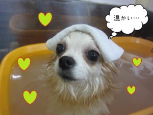 お風呂チワワ