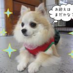 仕上がりチワワ