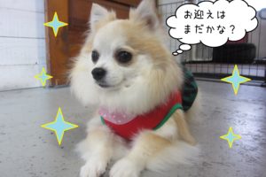 仕上がりチワワ