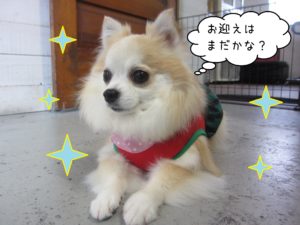 仕上がりチワワ