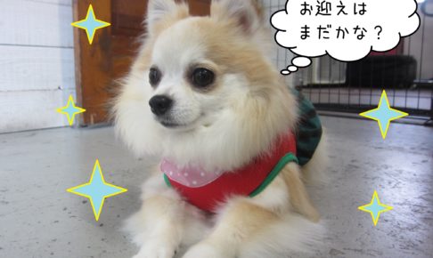 仕上がりチワワ