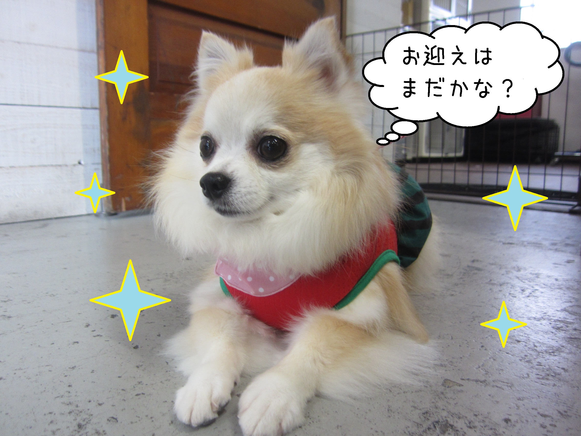 仕上がりチワワ