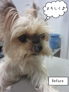 よろしくヨーキー