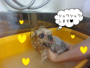 お風呂ヨーキー