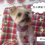 仕上がりヨーキー