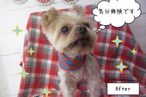 仕上がりヨーキー