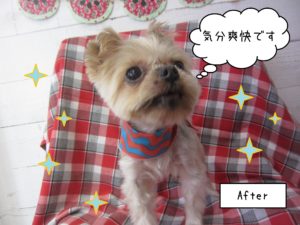 仕上がりヨーキー