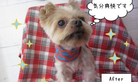 仕上がりヨーキー