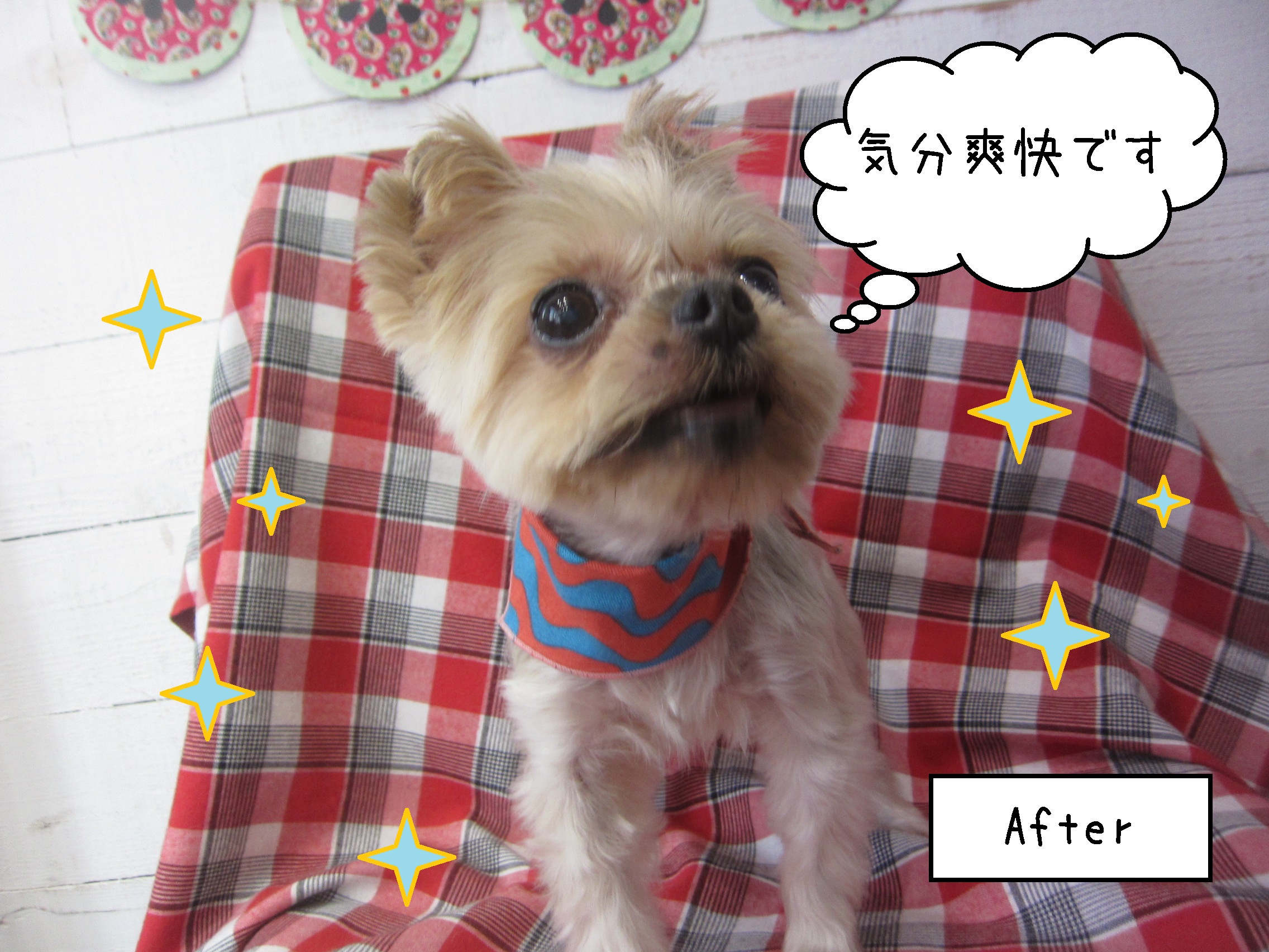 仕上がりヨーキー