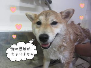 シャンプーしば