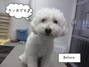 よろしくトイプー