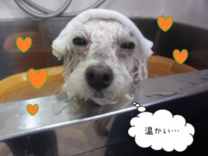 お風呂トイプー