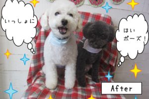 仕上がりトイプー