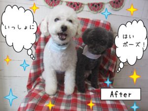 仕上がりトイプー