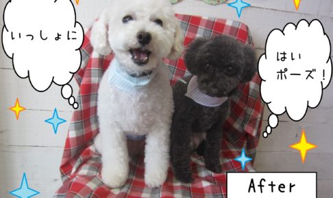 仕上がりトイプー