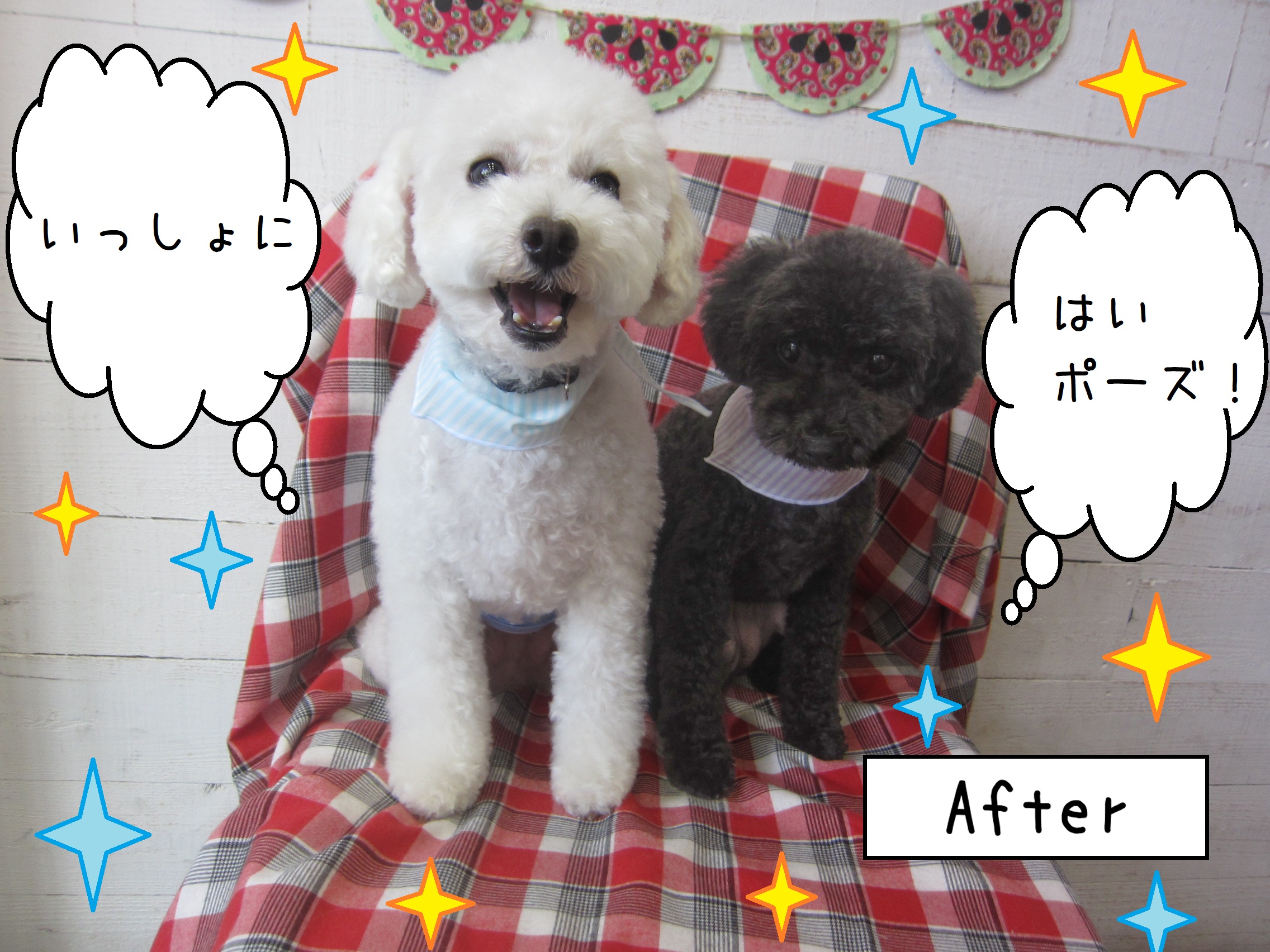 仕上がりトイプー