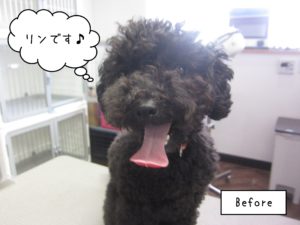 よろしくトイプー