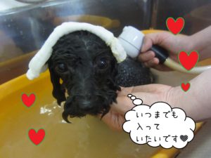 お風呂トイプー