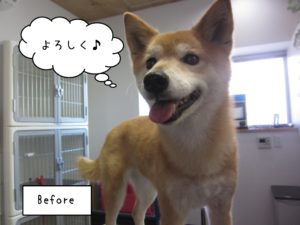 よろしくミックス