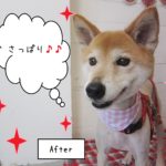 仕上がりミックス