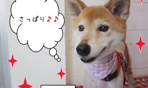 仕上がりミックス