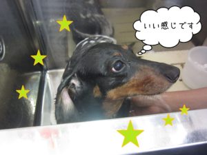 お風呂ダックス