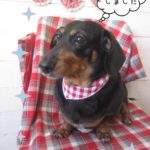 仕上がりダックス