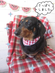 仕上がりダックス